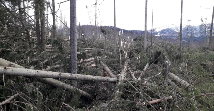 Pădurea din Cheia, judeţul Prahova, culcată la pământ de viscol