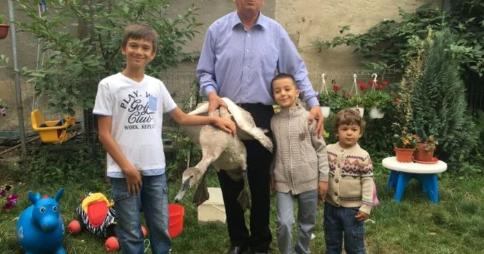 Puiul de lebădă a fost dus la Grădina Zoologică 