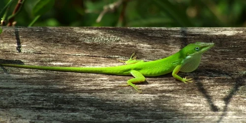 Şopârla Anolis verde (Anolis carolinensis)