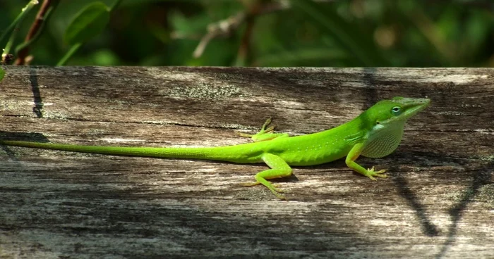 Şopârla Anolis verde (Anolis carolinensis)