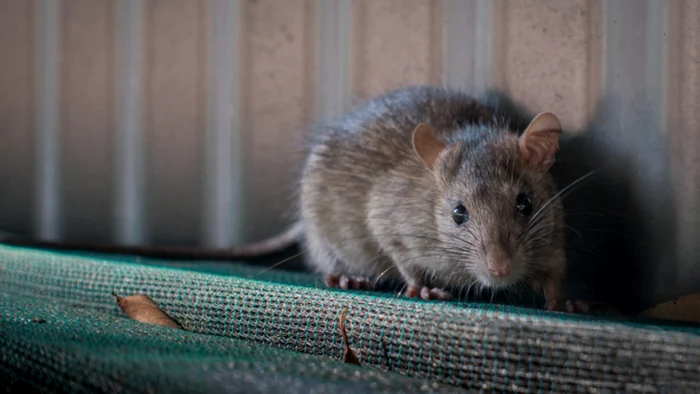 Acest specimen îl depășește pe celebrul „mega-șobolan din Dorset”. Foto: Istock