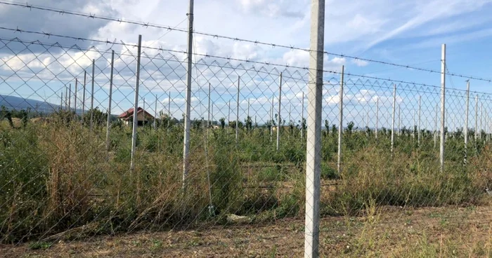 În locul unei plantaţii viticole a apărut una pomicolă FOTO: Ştefan Borcea