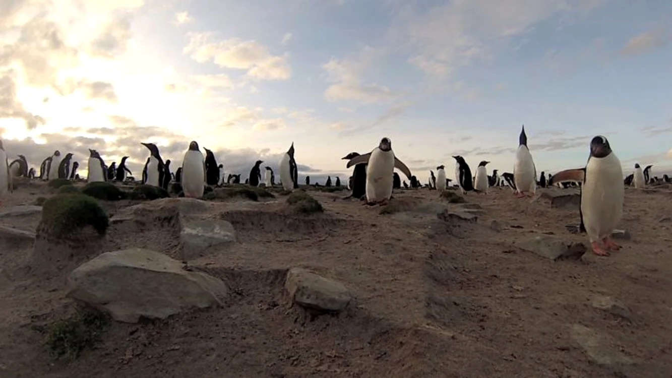 Pinguini (Foto: Photoland/Caters)