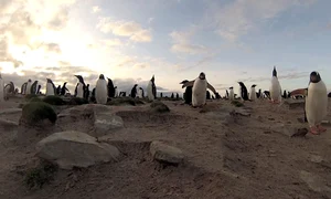 Pinguini (Foto: Photoland/Caters) jpeg