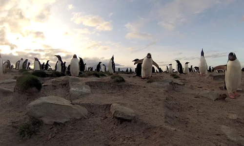 Pinguini (Foto: Photoland/Caters) jpeg