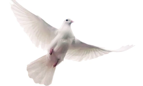 1 46591 original jpg jpeg