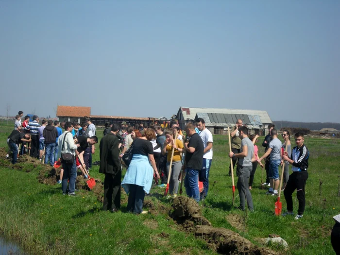 Românii vor să planteze peste 1,2 milioane de puieţi într-o singură zi. FOTOArhivă.