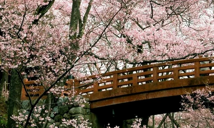 Sakura, tradiţia cireşilor înfloriţi jpeg
