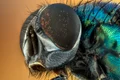 macro 2300109 1280 jpeg