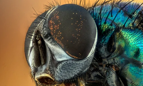 macro 2300109 1280 jpeg