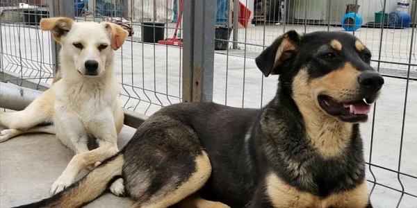 luna si taz jpg