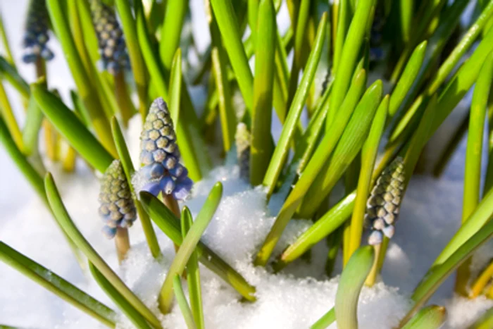 
    Săptămâna următoare vom avea temperaturi de primăvară  