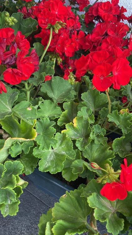 Mușcata este una dintre cele mai iubite plante. Foto: Click.