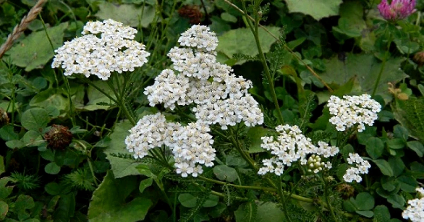 coada soricelului