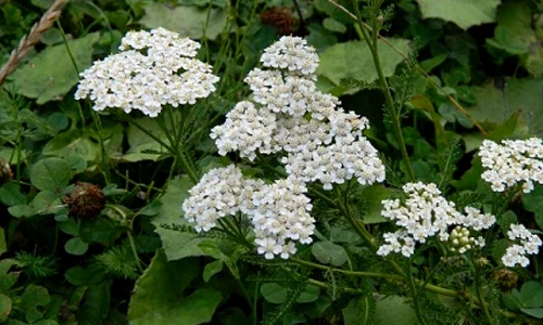 coada soricelului