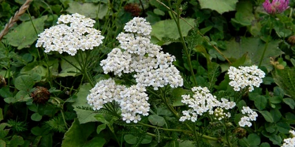 coada soricelului