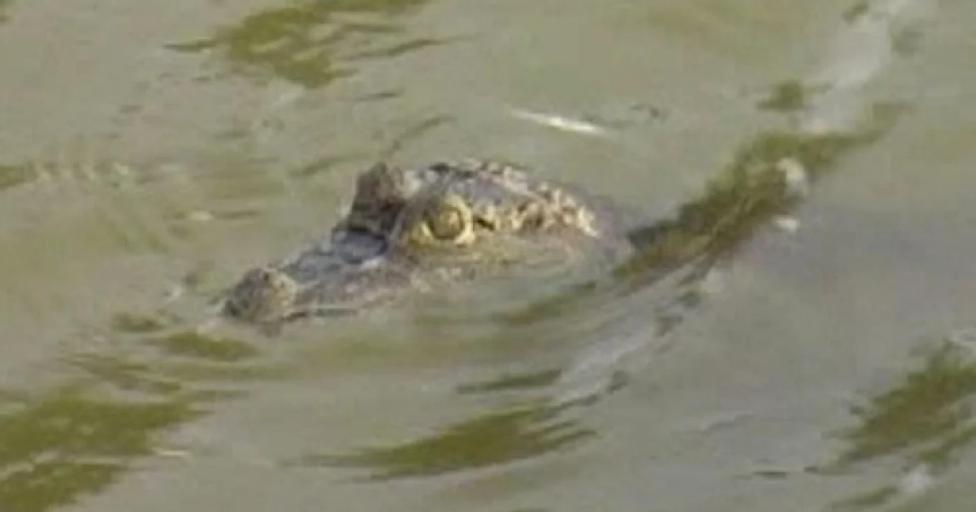 Puiul de crocodil plutea la suprafața apei din bazin 