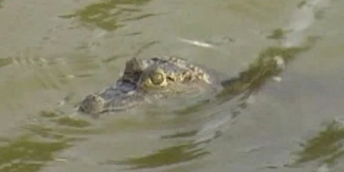 Puiul de crocodil plutea la suprafața apei din bazin 