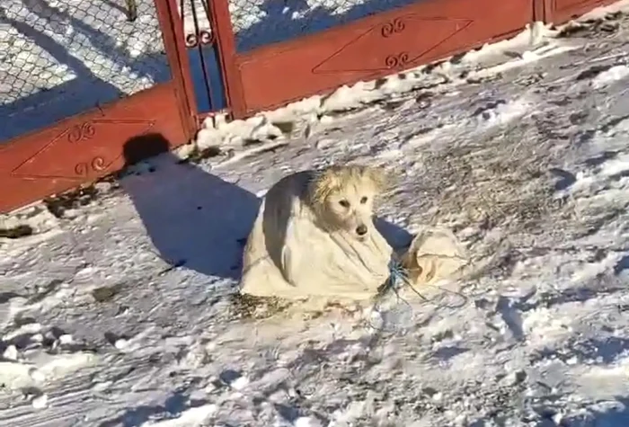 Câinele a fost legat într-un sac și abandonat FOTO Poliția Neamț