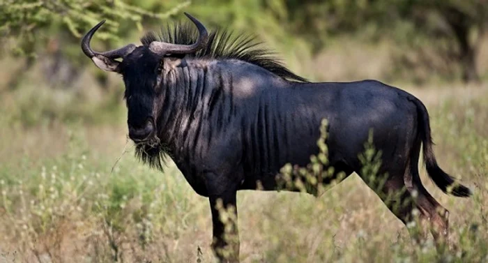 Antilopa Gnu