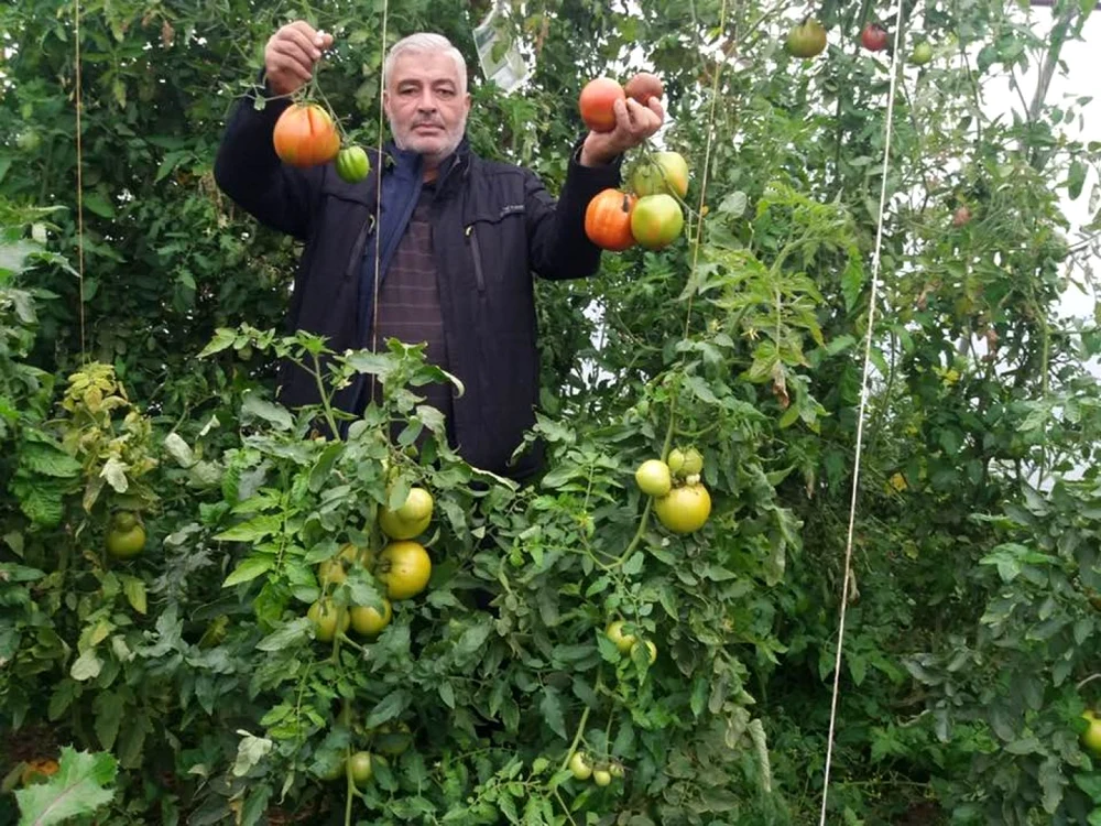 Fermierul spune că dacă vremea se menţine frumoasă se va mai putea recolta câteva săptămâni FOTO: Facebook/Ion Păunel