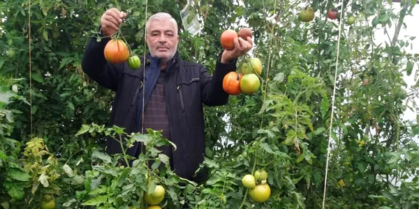 tomate ferma ion păunel - foto facebook ion păunel