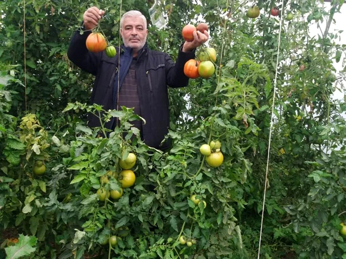 Fermierul spune că dacă vremea se menţine frumoasă se va mai putea recolta câteva săptămâni FOTO: Facebook/Ion Păunel