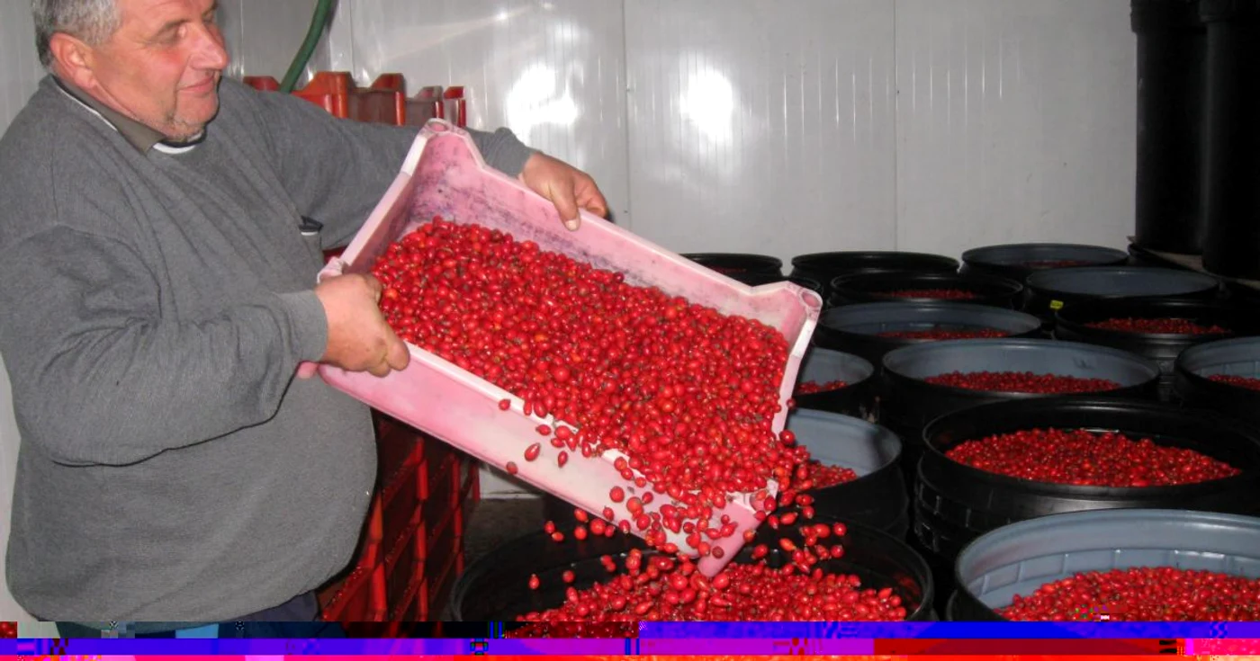 Un tir cu măceşe a luat azi drumul Olandei