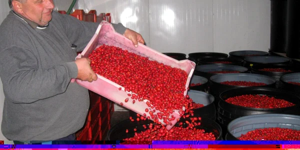 Un tir cu măceşe a luat azi drumul Olandei