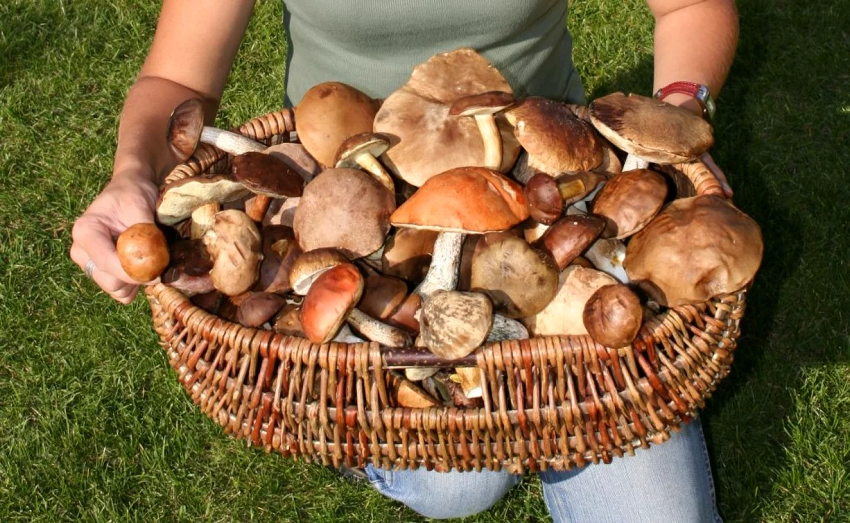 20 de intoxicaţi cu ciuperci in trei zile la spitalul din Baia Mare
