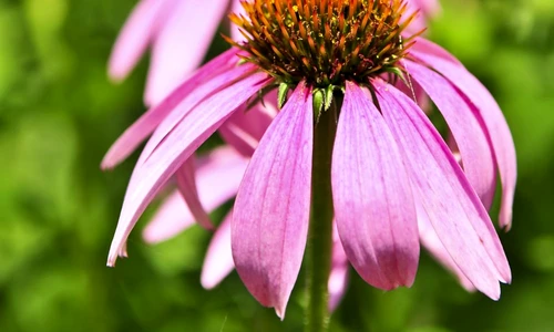 1 72676 original jpg jpeg