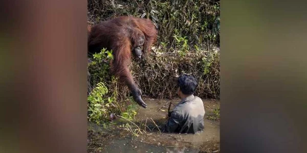 Urangutan intinde mana unui barbat in Borneo