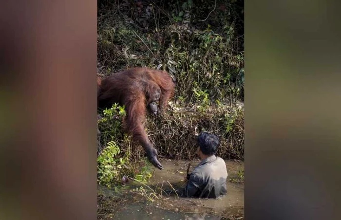 Momentul inedit a fost surprins de un fotograf aflat în safari