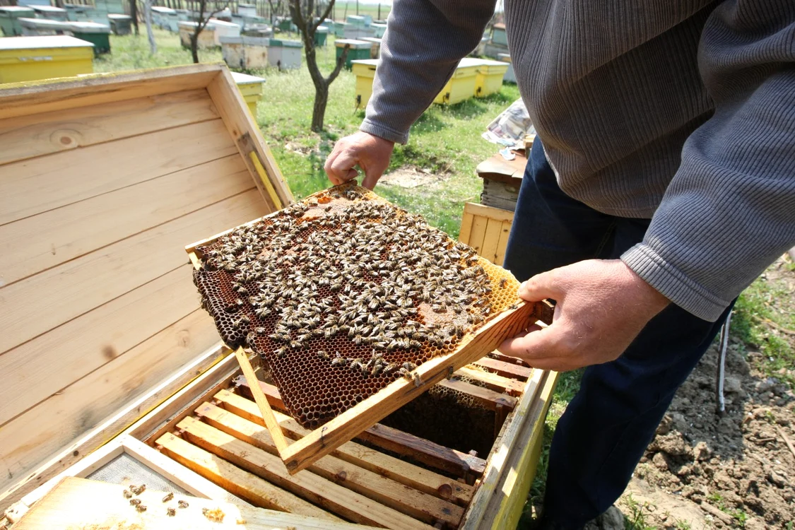 Albinele ar putea furniza un nou tratament FOTO Adevărul