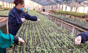 angajati sere adp sector 1  jpeg