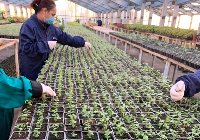 
    An de an, pe străzile și spațiile verzi erau plantate panseluțe, cumpărate pe bani grei   