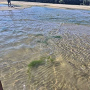 dunare secata aproape de Giurgiu Foto Adevarul jpeg