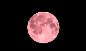 luna roz istock jpg