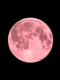 luna roz istock jpg
