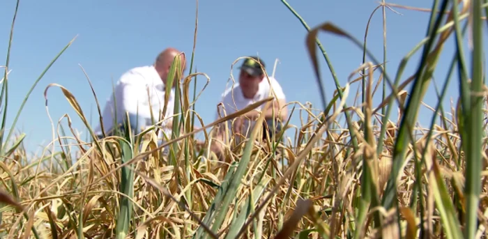 Fermierii se aşteaptă ca, per ansamblu, recolta să fie la jumătate faţă de anul trecut