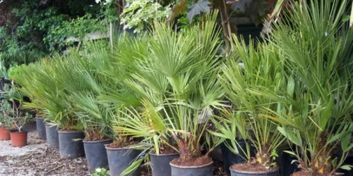 A achiziţionat plante ornamentale de 457.000 de lei fara sa aiba bani sa plateasca