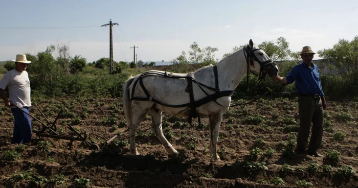 Oamenii de la sate încep lucrul la câmp în prima zi a primăverii FOTO Arhivă Adevărul