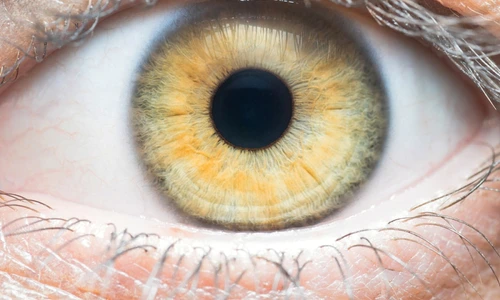 ochi uman foto shutterstock