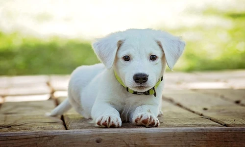 1 77079 original jpg jpeg