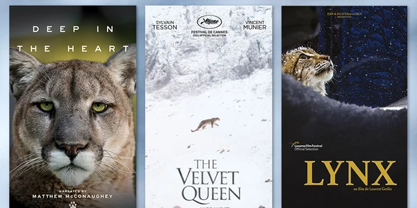 LYNX FF   documentare feline mari square jpeg