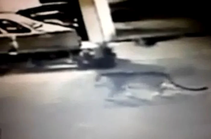 Tigrul a umblat nestingherit şi a speriat turiştii din zonăFoto: Captură Youtube