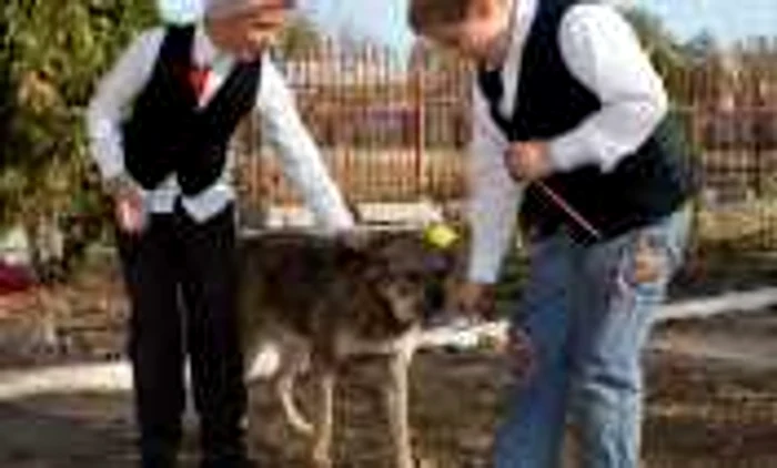 Programul guvernamental a ajuns de râsul... câinilor! Foto: Cosmin Costache