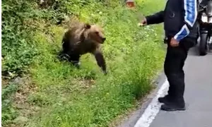 urs transfagarasan moto jpg