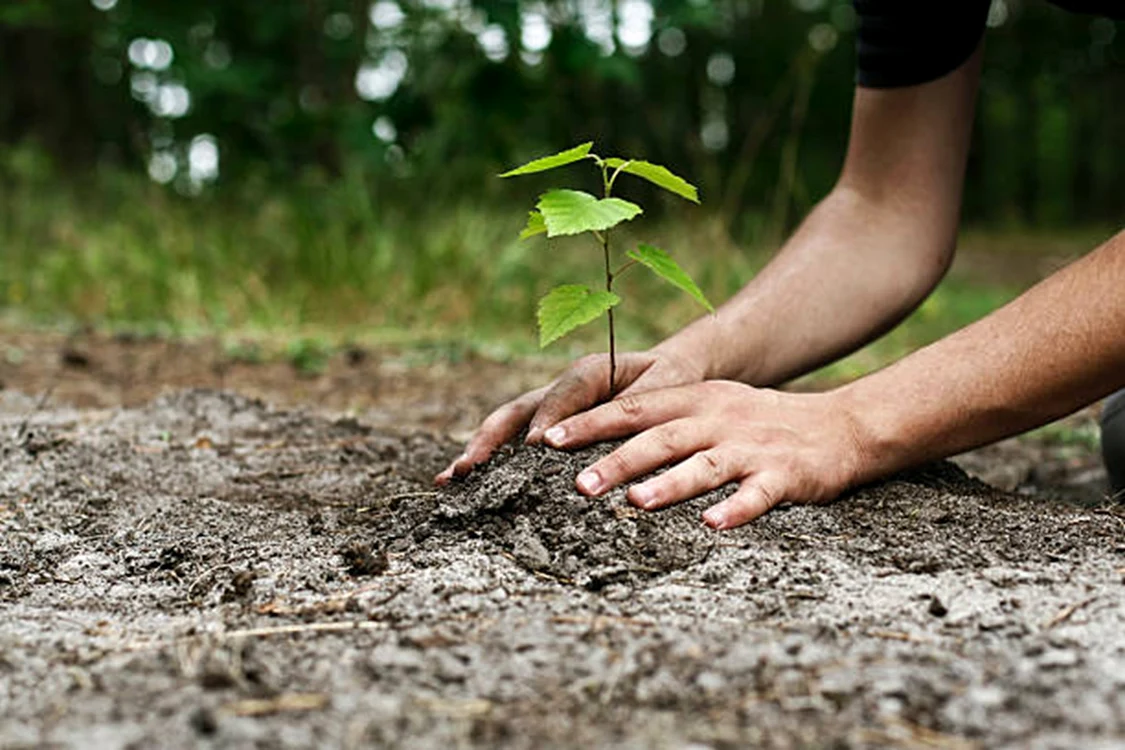 Distanța la care se plantează pomii / Foto: Istock
