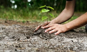 copac plantat gradina curte pom istock jpg